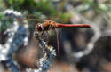 Libelle
