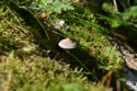 Pilz