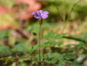 Storchschnabel